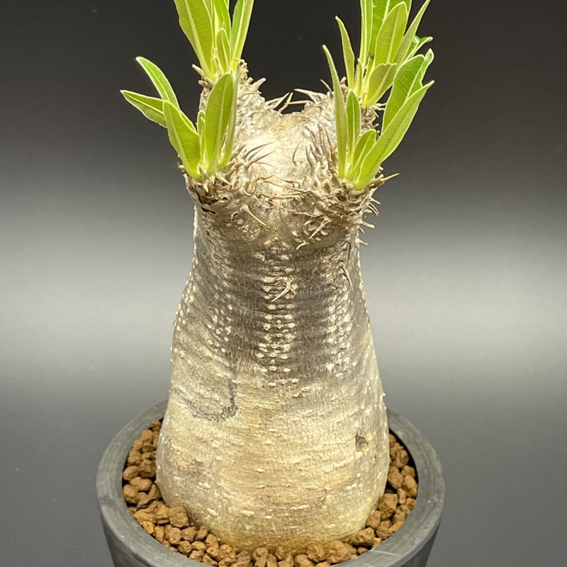 パキポディウム　イノピナツム  Pachypodium inopinatum