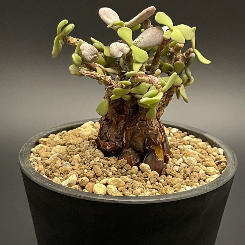 Ceraria pygmaea / ケラリア ピグマエア 雌雄未判別 | Green Lab