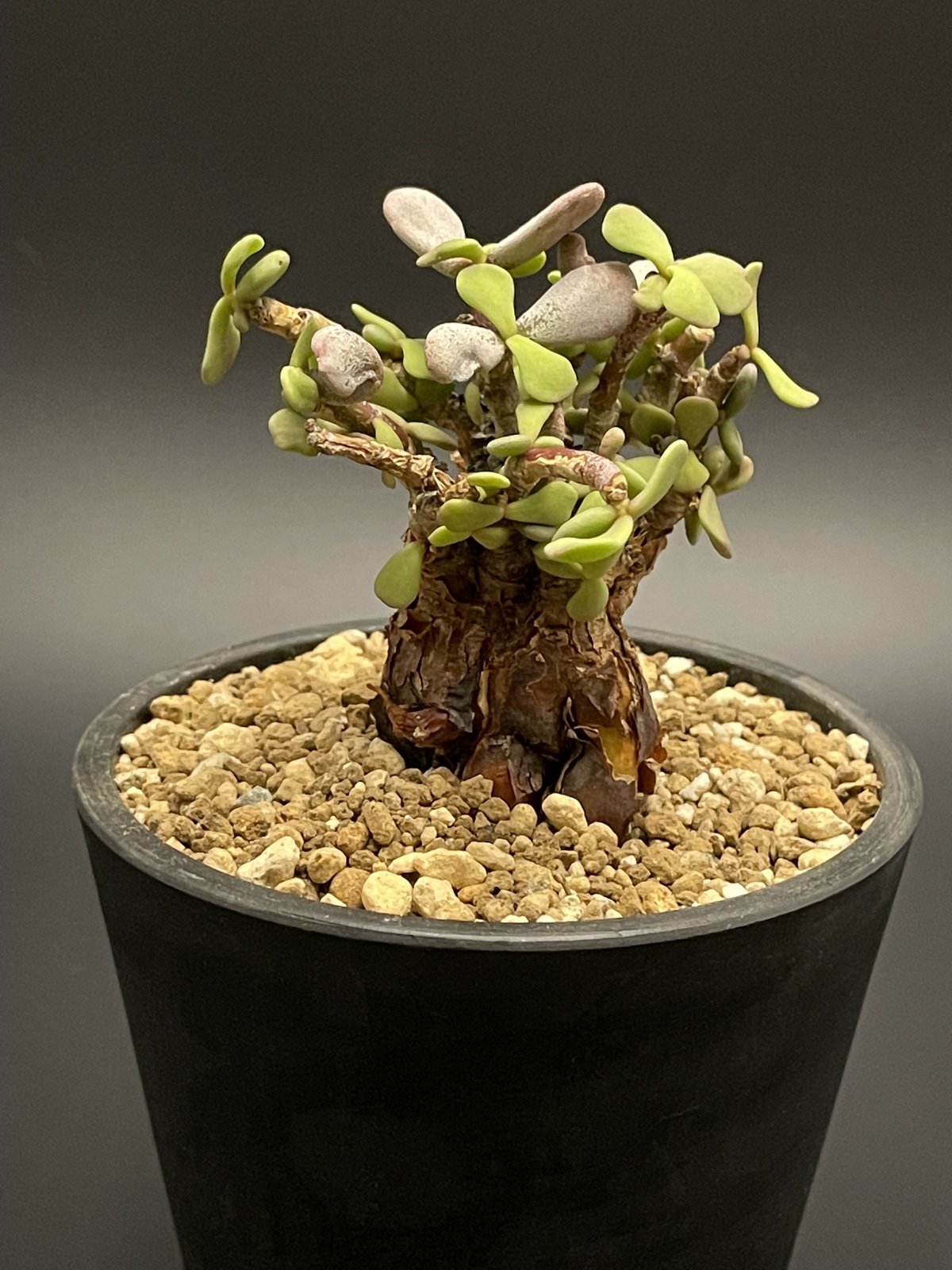 Ceraria pygmaea / ケラリア ピグマエア　雌雄未判別