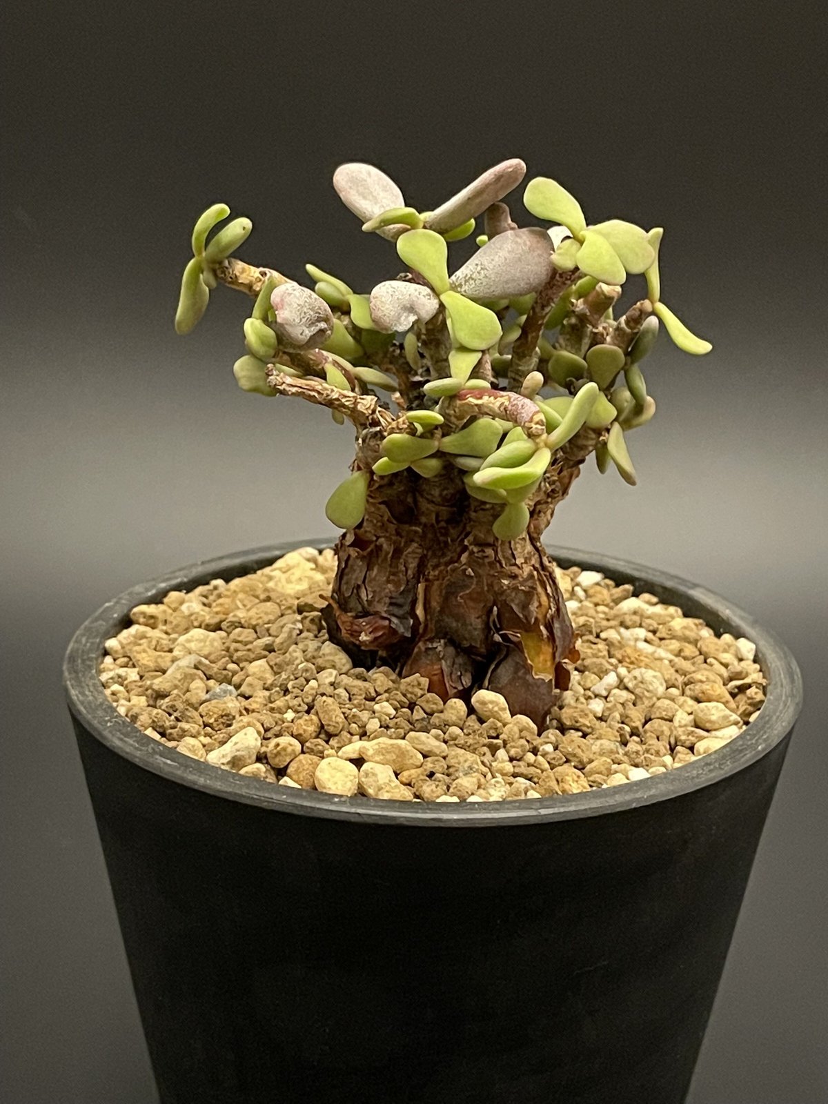 塊根植物 ケラリア ピグマエア 現地球 発根済み ユーフォルビア 塊根植物 ケラリア ピグマエア 現地球 発根済み ユーフォルビア