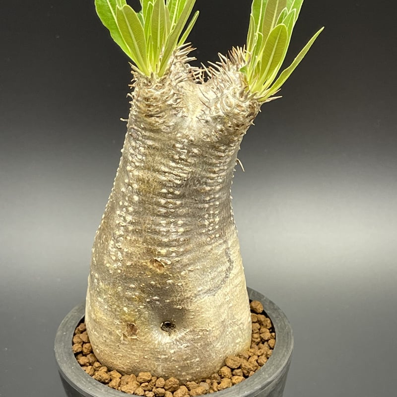 パキポディウム　イノピナツム  Pachypodium inopinatum