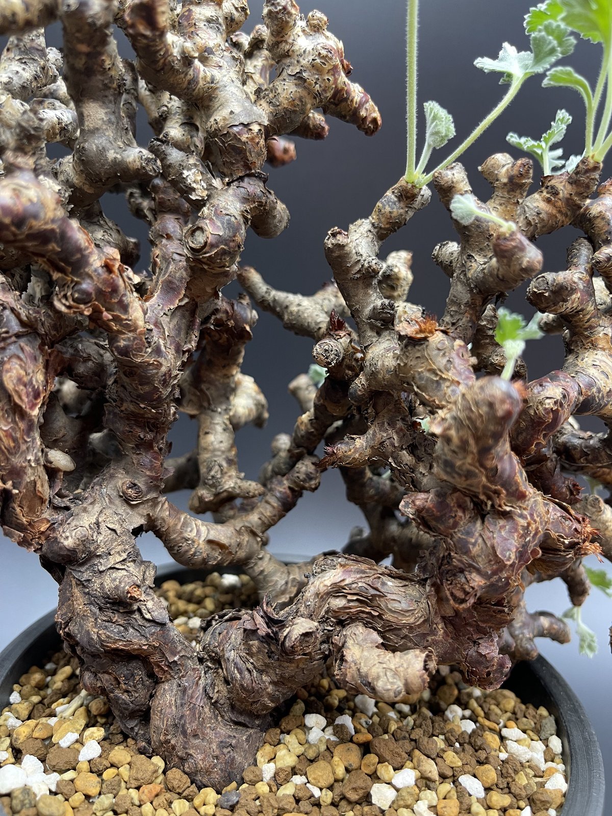 大きめ ペラルゴニウム ミラビレ 切り枝 剪定枝 挿し木 3