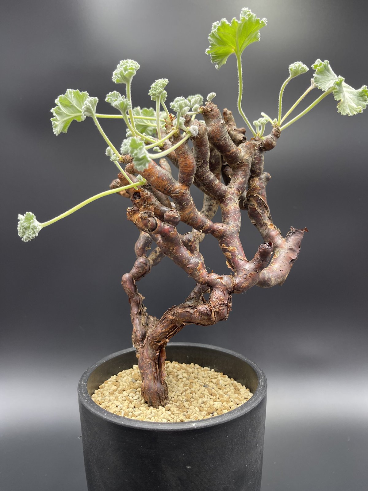 発根済み ペラルゴニウム ミラビレ Pelargonium mirabile-