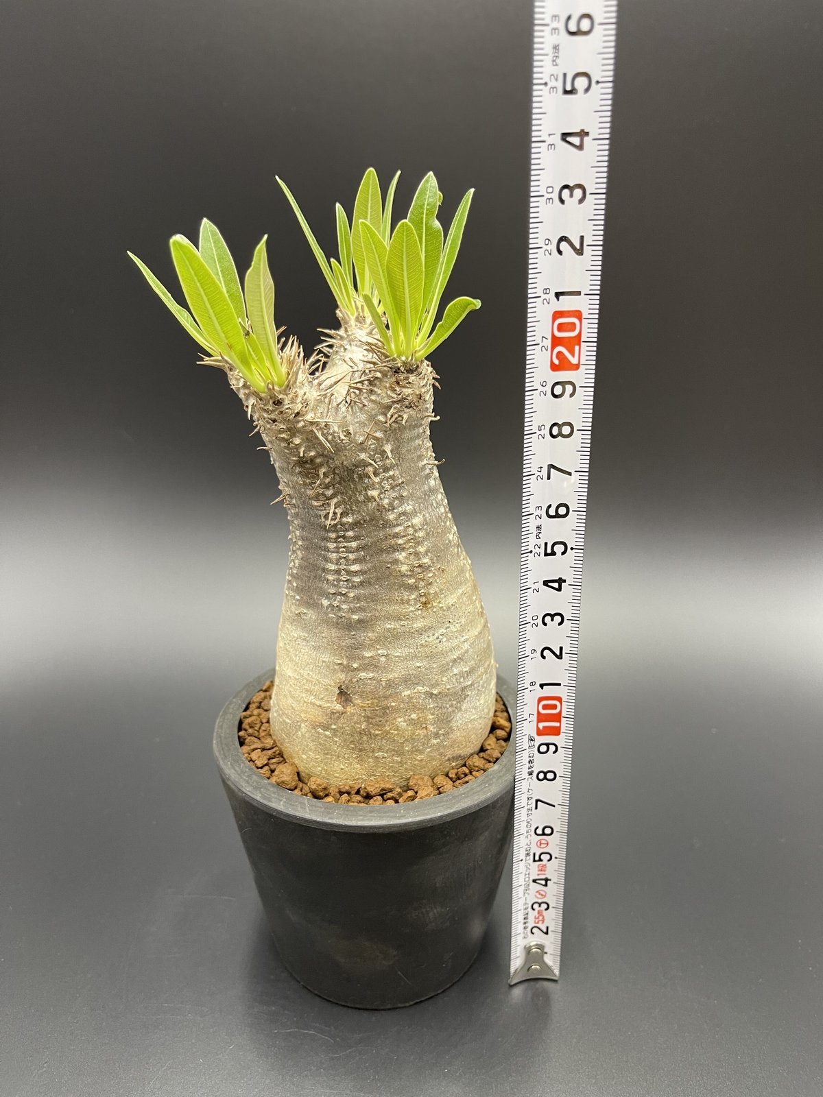 ブレビカウレパキポディウムイノピナツム Pachypodium inopinatum