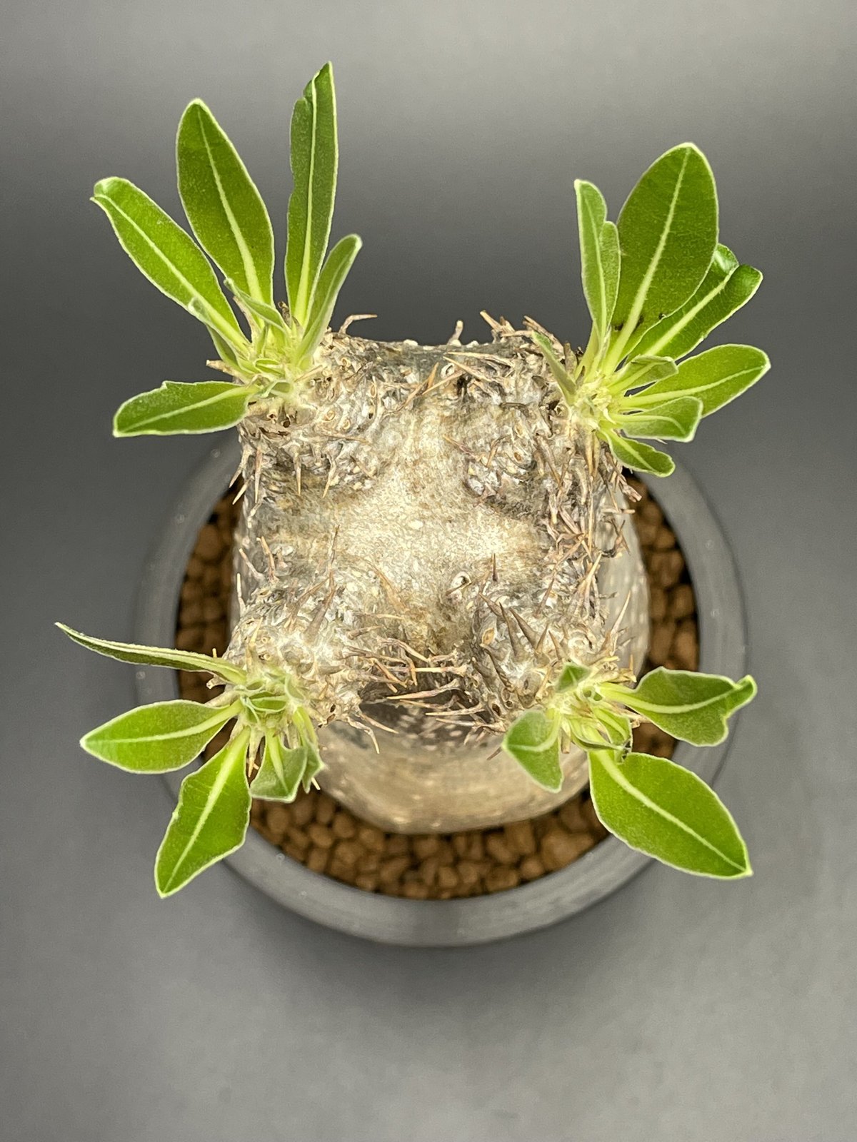 Pachypodium inopinatum パキポディウム イノピナツム 【現地球】【発