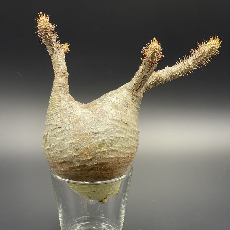 Pachypodium gracilius パキポディウム グラキリス 【現地球  