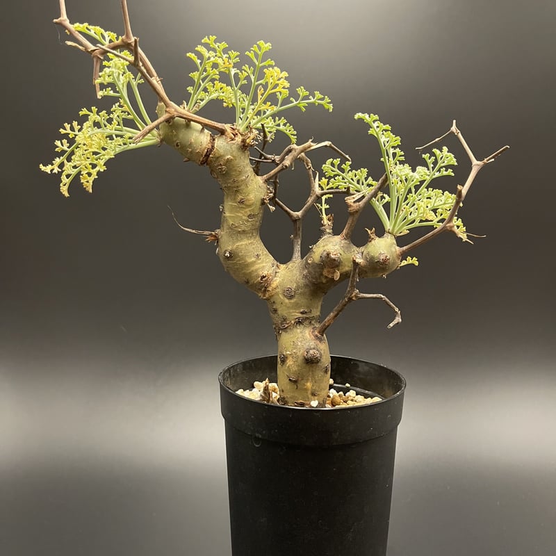 bon25希少 3年管理 ペラルゴニウム・クリズミフォリウム 現地球 希少 3年管理 ペラルゴニウム・クリズミフォリウム 現地球 2025