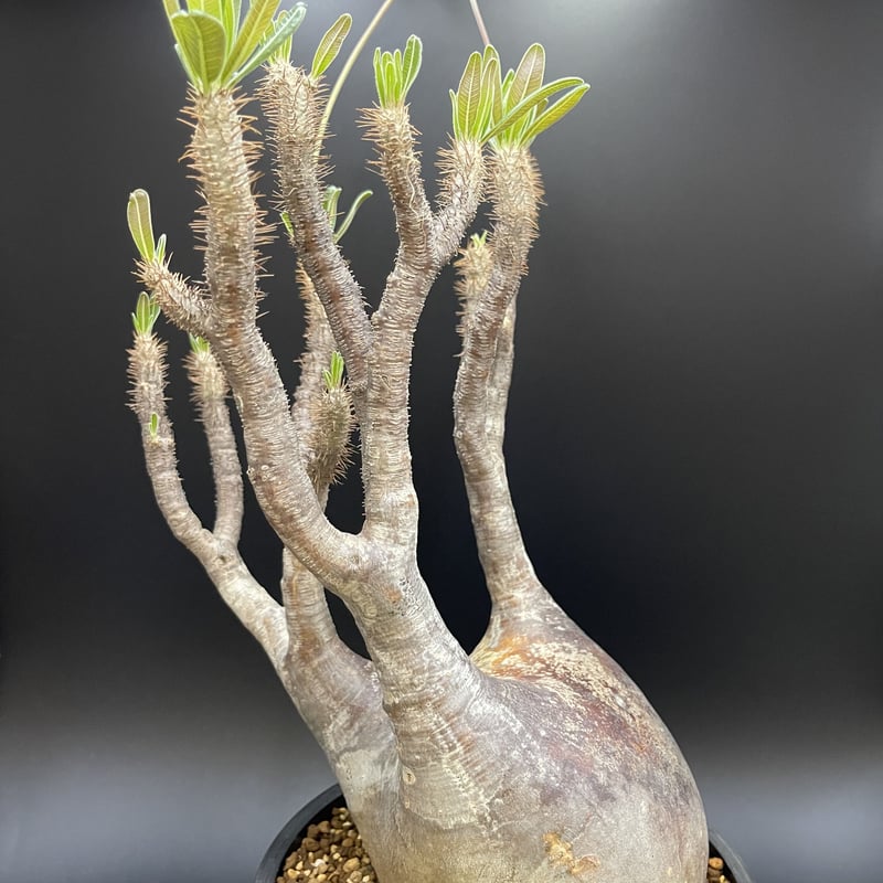 グラキリスまん丸バリエム短枝