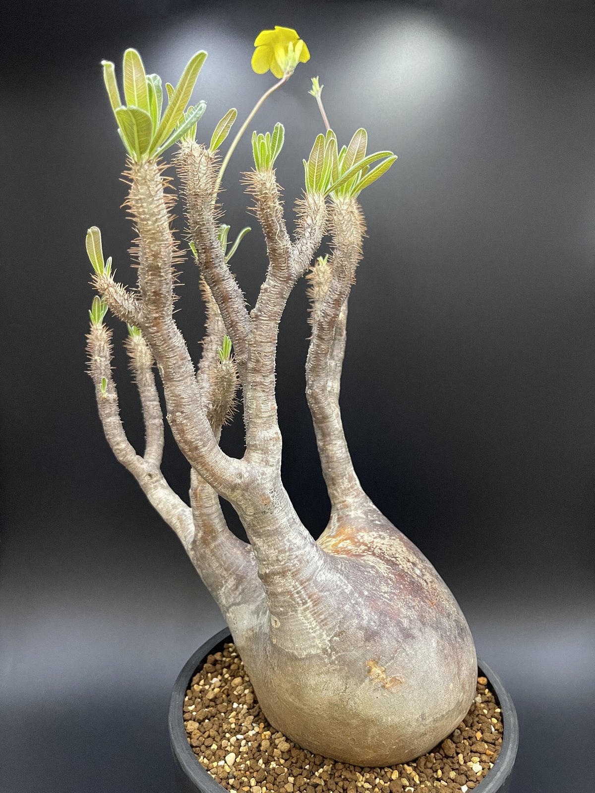◯現地株 Pachypodium rosulatumvar. gracilius