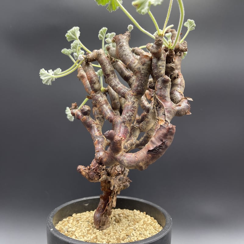ペラルゴニウム　ミラビレ　Pelargonium mirabile 現地球