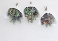 紫陽花守り