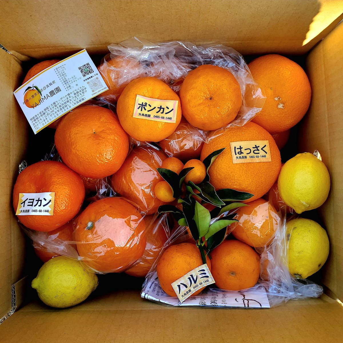 2月上旬の季節の柑橘詰合せ🍊5キロ | 柑橘直送 YAJIMA農園