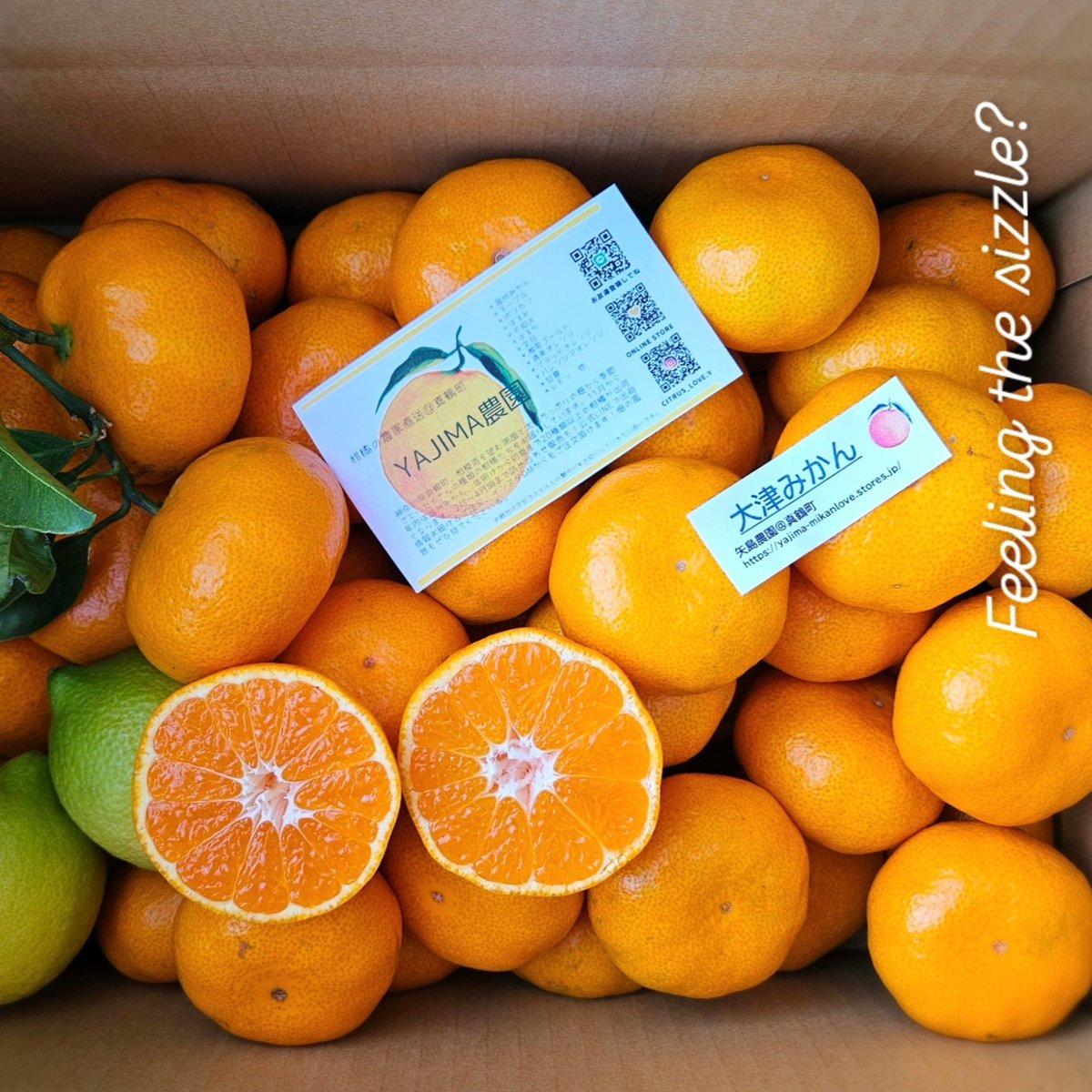 大津みかん10キロ♡人気の地元品種！ | 柑橘直送 YAJIMA農園
