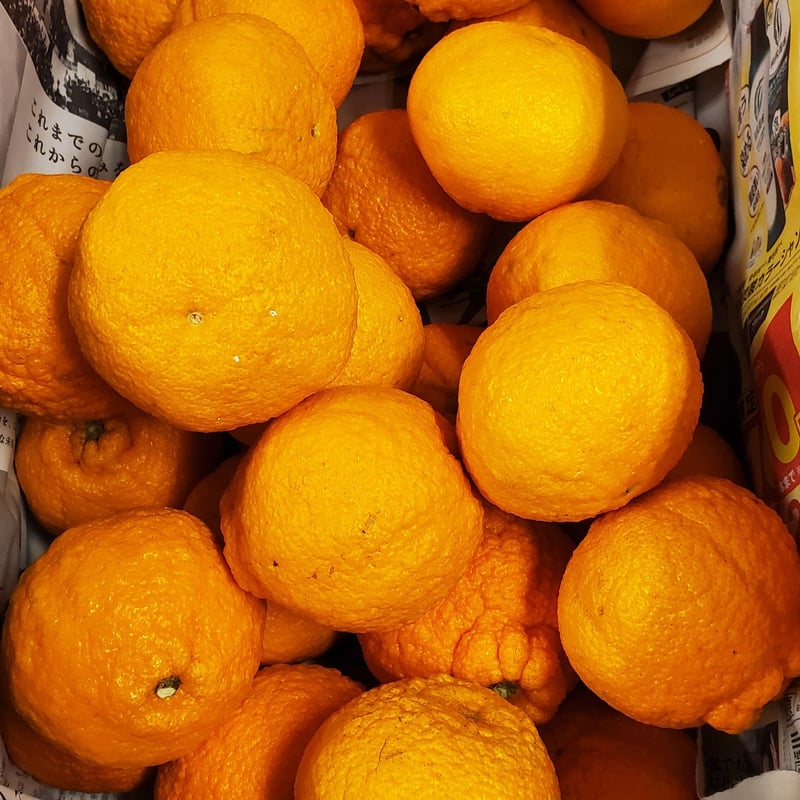 不知火(デコポン)入り季節の柑橘詰合せ🍊5キロ | 柑橘直送 YAJIMA農園