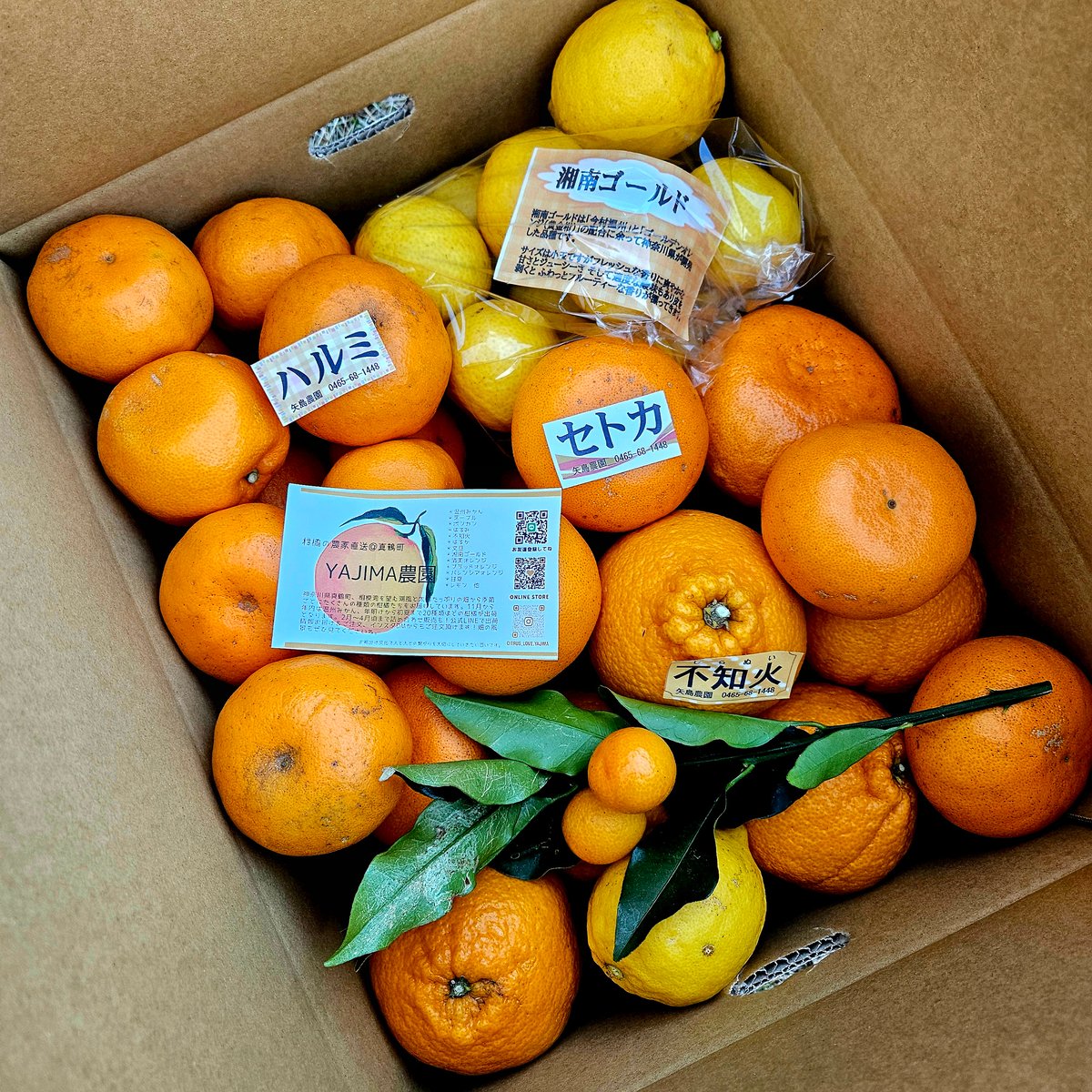 無農薬レモン色みかん10キロ 手で剥けるシリーズ☆5月の詰合せ🍊10キロ | 柑橘直送 YAJIMA農園