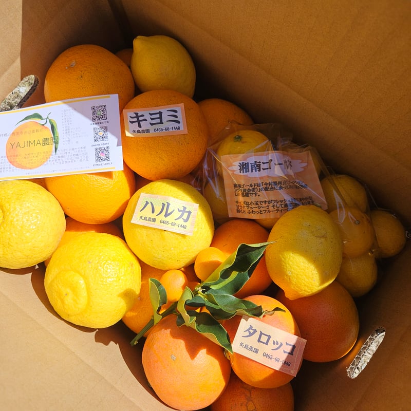 4月の🍊季節の柑橘詰め合わせ10キロ | 柑橘直送 YAJIMA農園 4月の🍊季節の柑橘詰め合わせ10キロ | 柑橘直送 YAJIMA農園