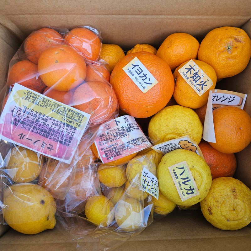 B級季節の柑橘詰合せ🍊10キロ | 柑橘直送 YAJIMA農園 B級季節の柑橘詰合せ🍊10キロ | 柑橘直送 YAJIMA農園