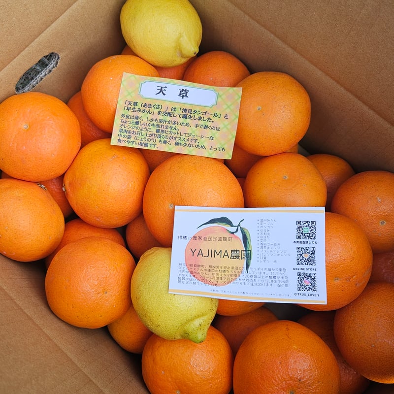 天草オレンジ♡単品5キロ | 柑橘直送 YAJIMA農園