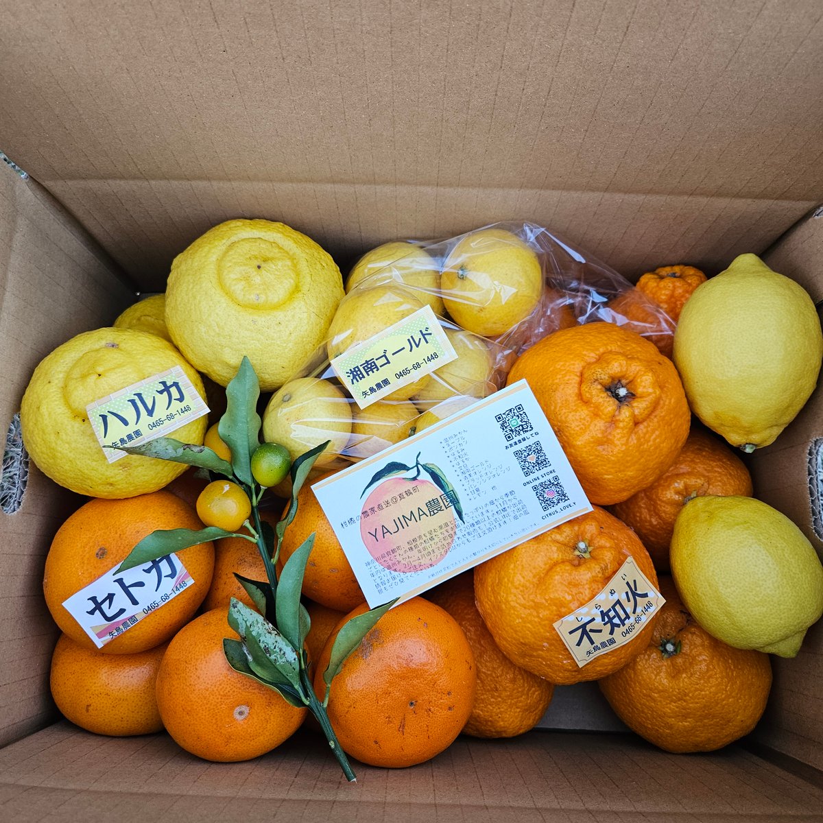 手で剥けるシリーズ☆5月の詰合せ🍊5キロ | 柑橘直送 YAJIMA農園