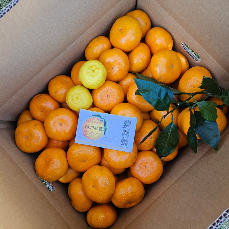 大津みかん10キロ♡SMサイズ | 柑橘直送 YAJIMA農園