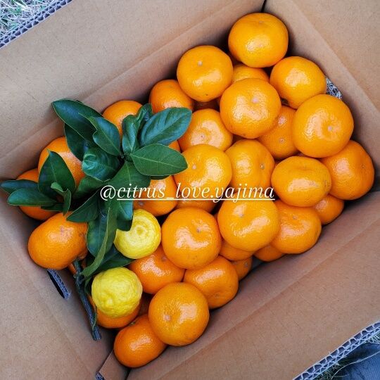 温州みかん(大津)10キロ♡ Lサイズ | 柑橘直送 YAJIMA農園