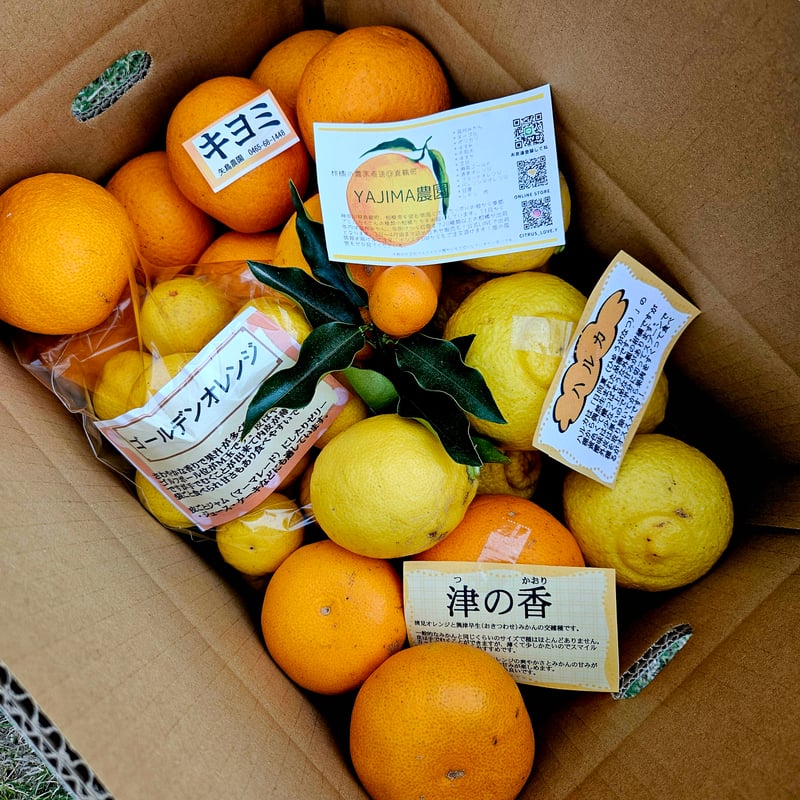 手で剥けるシリーズ☆5月の詰合せ🍊5キロ | 柑橘直送 YAJIMA農園