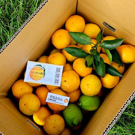 柑橘直送 YAJIMA農園