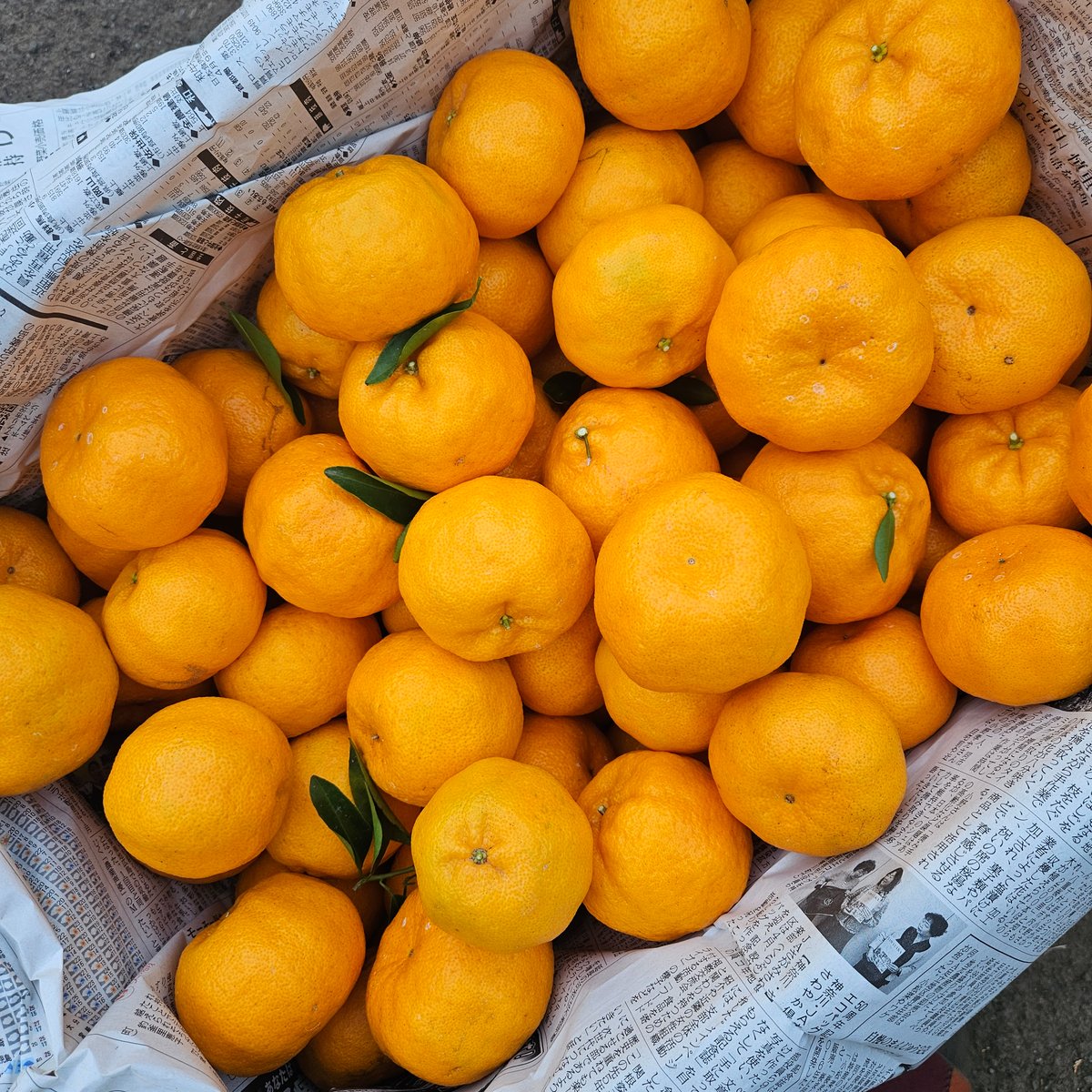 1月上旬🍊季節の柑橘詰め合わせ10キロ | 柑橘直送 YAJIMA農園
