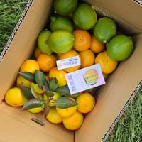 希少☆湘南ゴールド🍊神奈川特産♡10キロ | 柑橘直送 YAJIMA農園