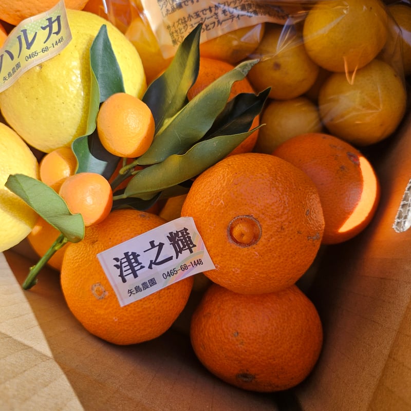 手で剥けるシリーズ☆5月の詰合せ🍊10キロ | 柑橘直送 YAJIMA農園