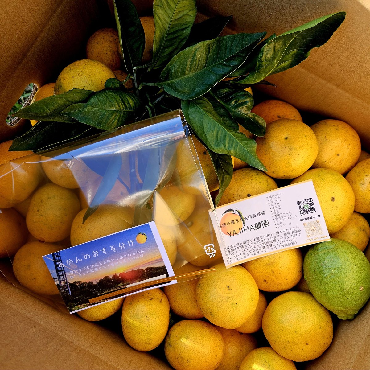 11月ジューシー早生みかん🍊10キロ | 柑橘直送 YAJIMA農園