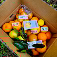 希少☆湘南ゴールド🍊神奈川特産♡10キロ | 柑橘直送 YAJIMA農園