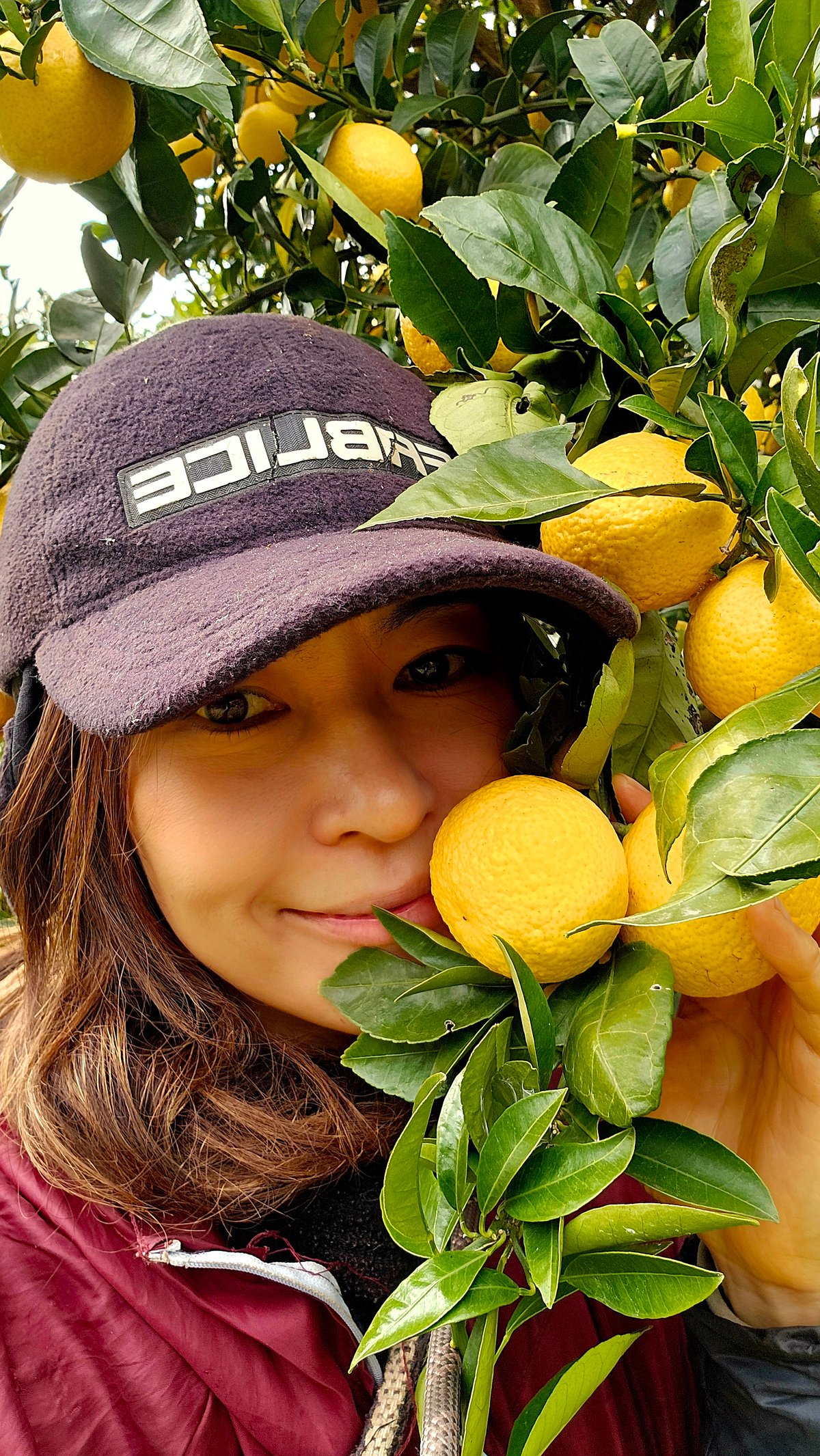 希少☆湘南ゴールド🍊神奈川特産♡5キロ | 柑橘直送 YAJIMA農園