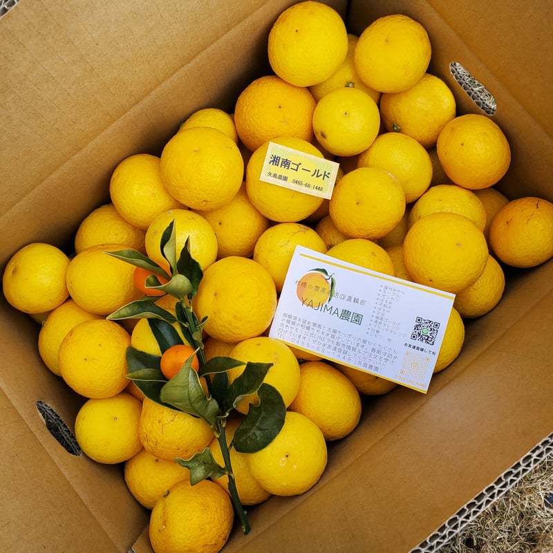 希少☆湘南ゴールド🍊神奈川特産♡3キロ | 柑橘直送 YAJIMA農園