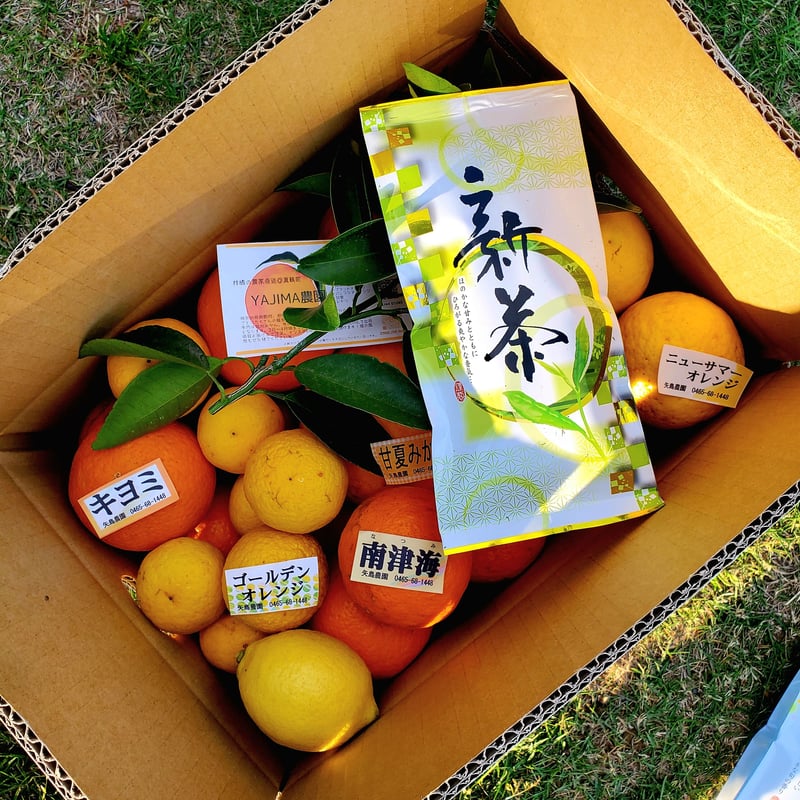 新茶&手で向けるシリーズ5月の柑橘詰合せ5キロ | 柑橘直送 YAJIMA農園