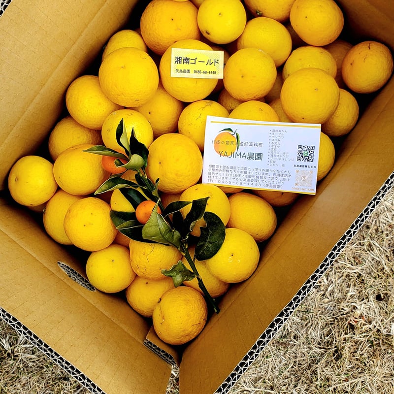 希少☆湘南ゴールド🍊神奈川特産♡5キロ | 柑橘直送 YAJIMA農園