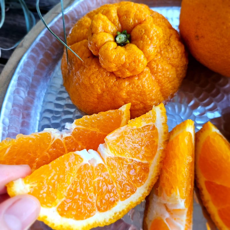 不知火(デコポン)単品MLサイズ♡5キロ | 柑橘直送 YAJIMA農園