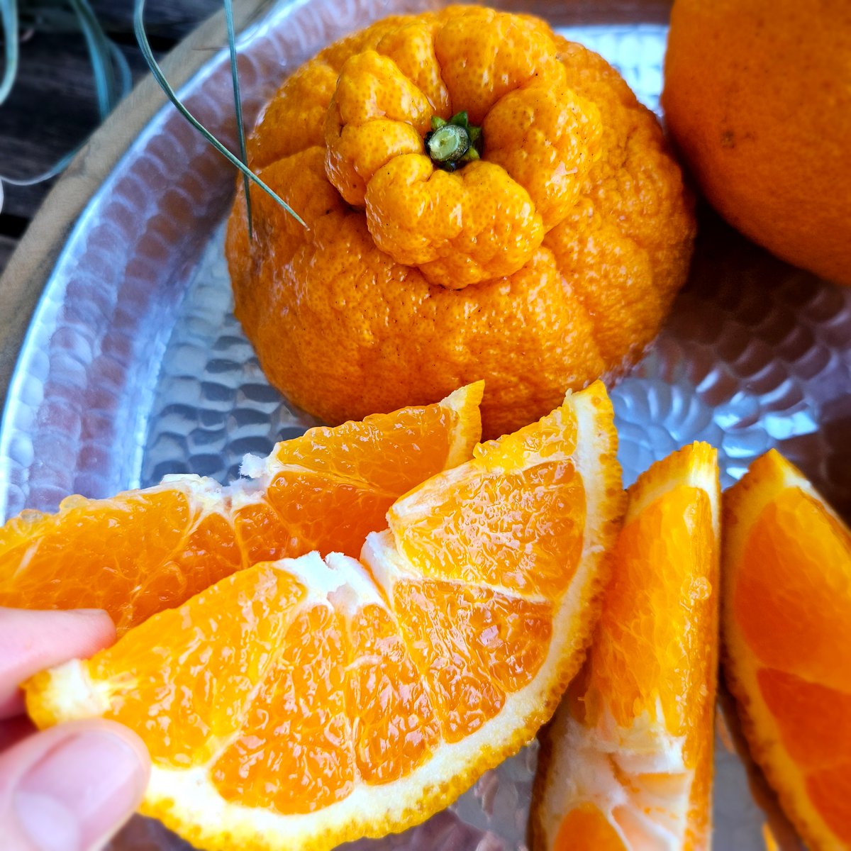 不知火(デコポン)単品MLサイズ♡5キロ | 柑橘直送 YAJIMA農園