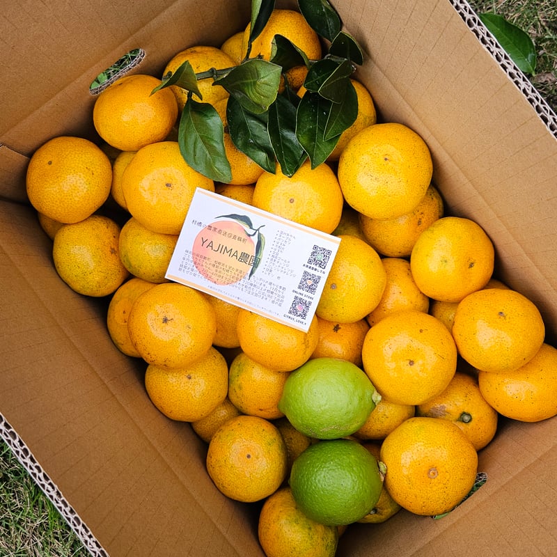 ジューシー早生みかん🍊10キロ | 柑橘直送 YAJIMA農園