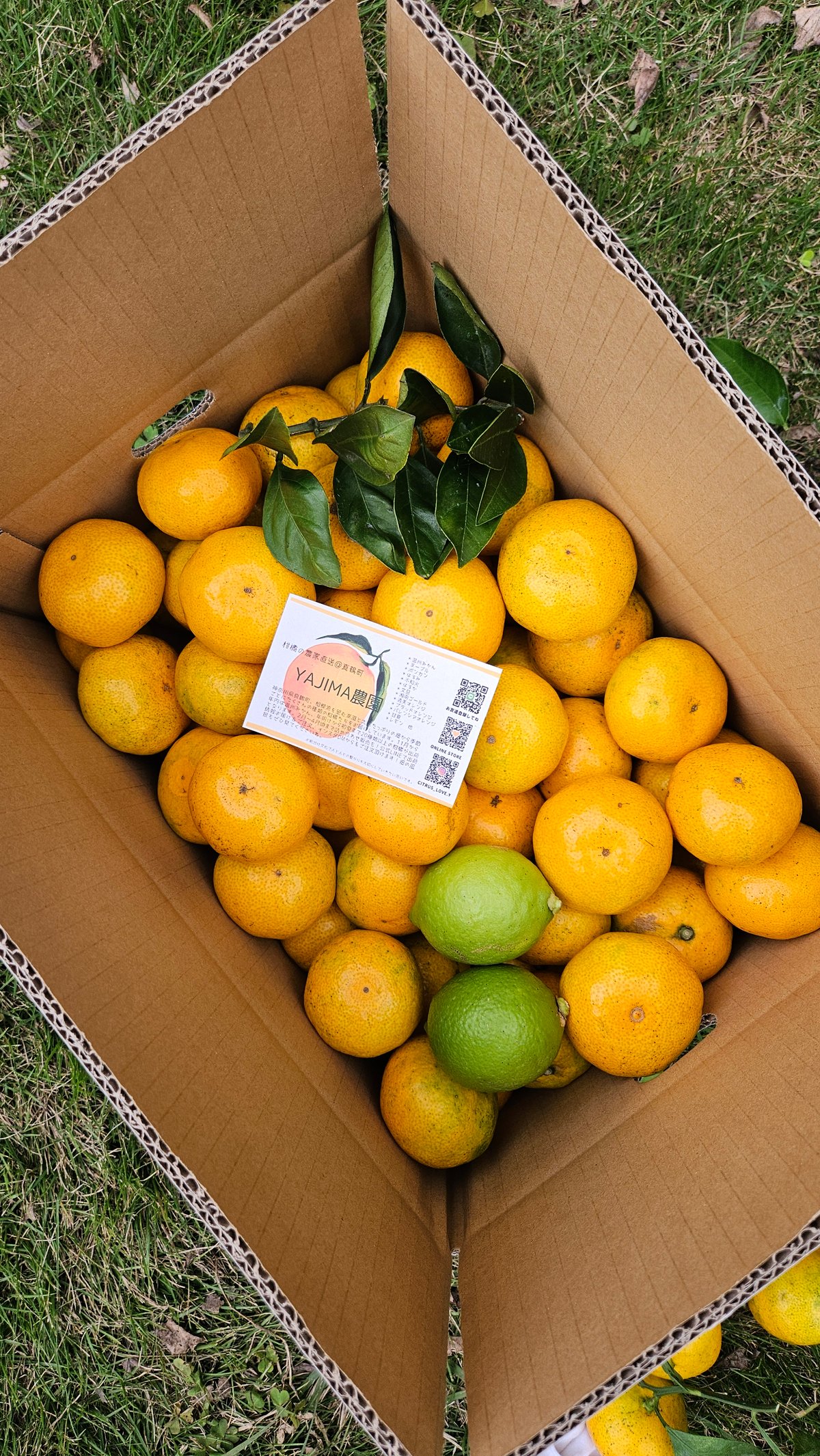 ジューシー早生みかん🍊10キロ | 柑橘直送 YAJIMA農園