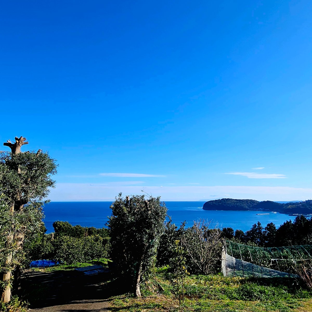 天草オレンジ♡単品5キロ | 柑橘直送 YAJIMA農園