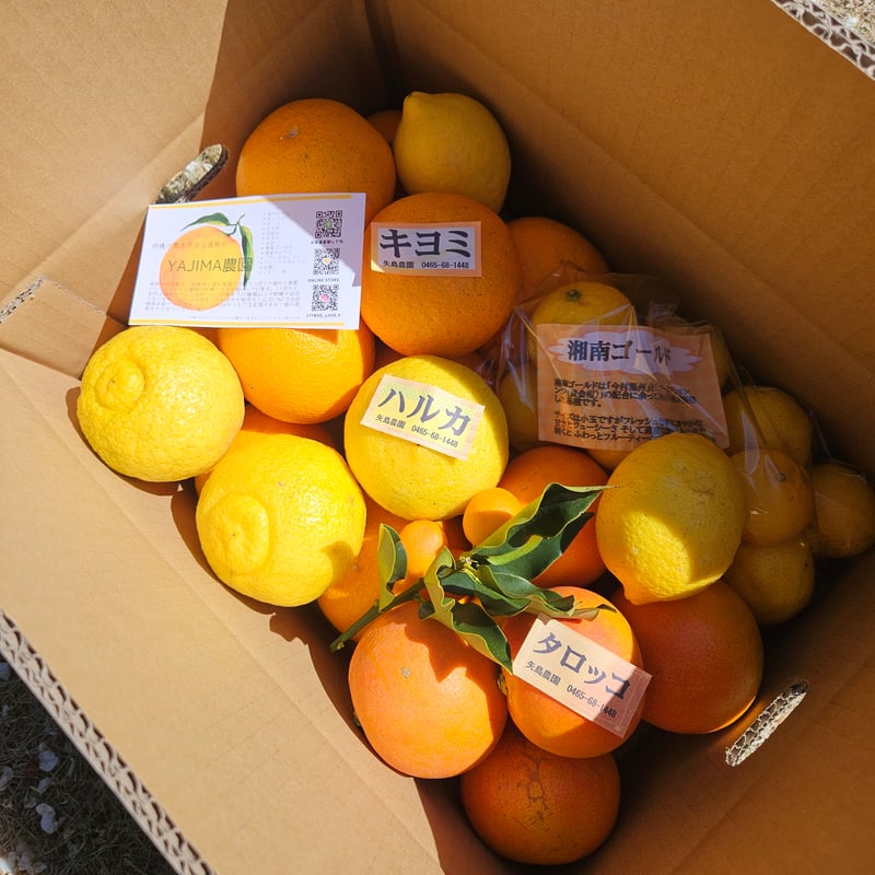 4月の🍊季節の柑橘詰め合わせ5キロ | 柑橘直送 YAJIMA農園 4月の🍊季節の柑橘詰め合わせ5キロ | 柑橘直送 YAJIMA農園