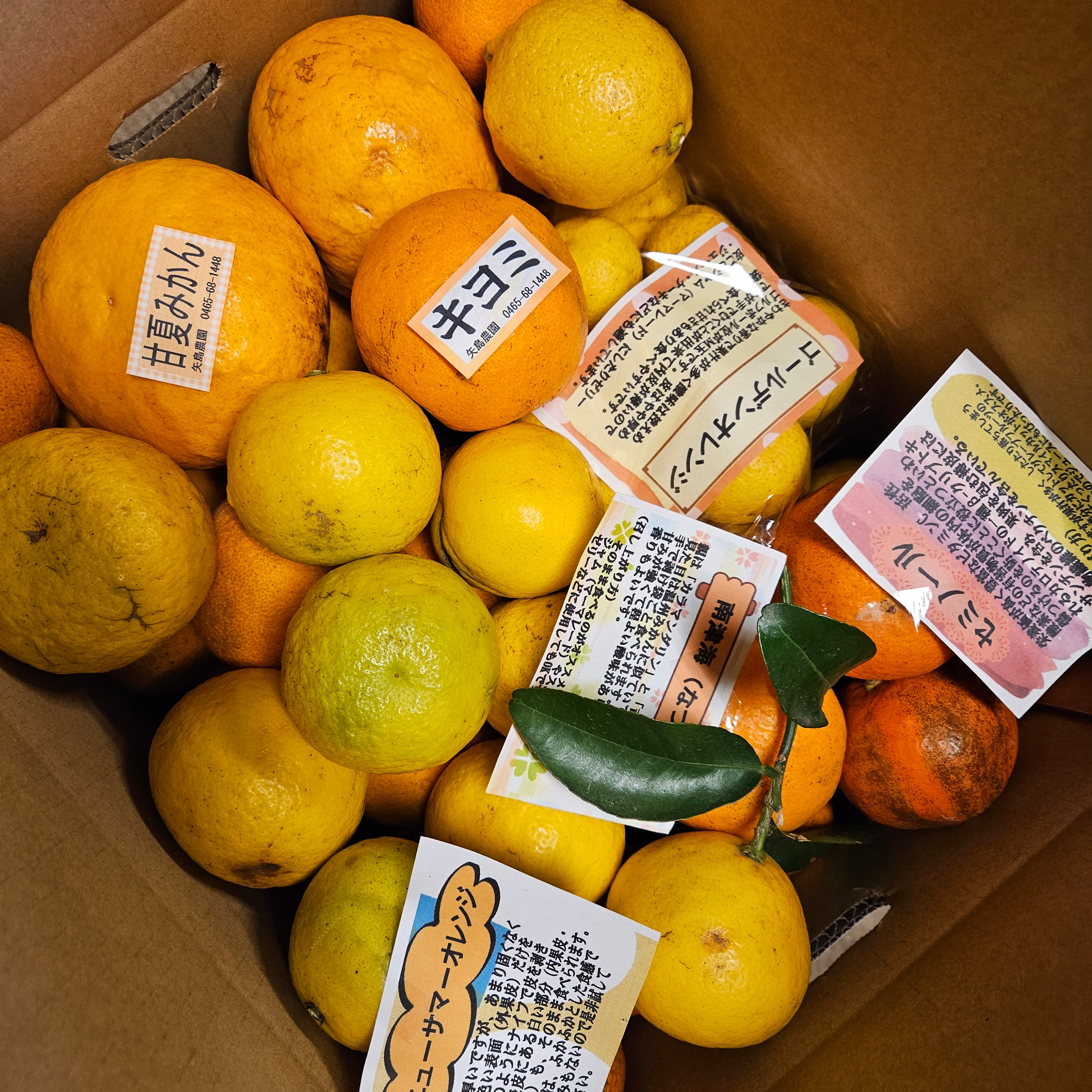 海　B級品　10kg B級季節の柑橘詰合せ🍊10キロ | 柑橘直送 YAJIMA農園