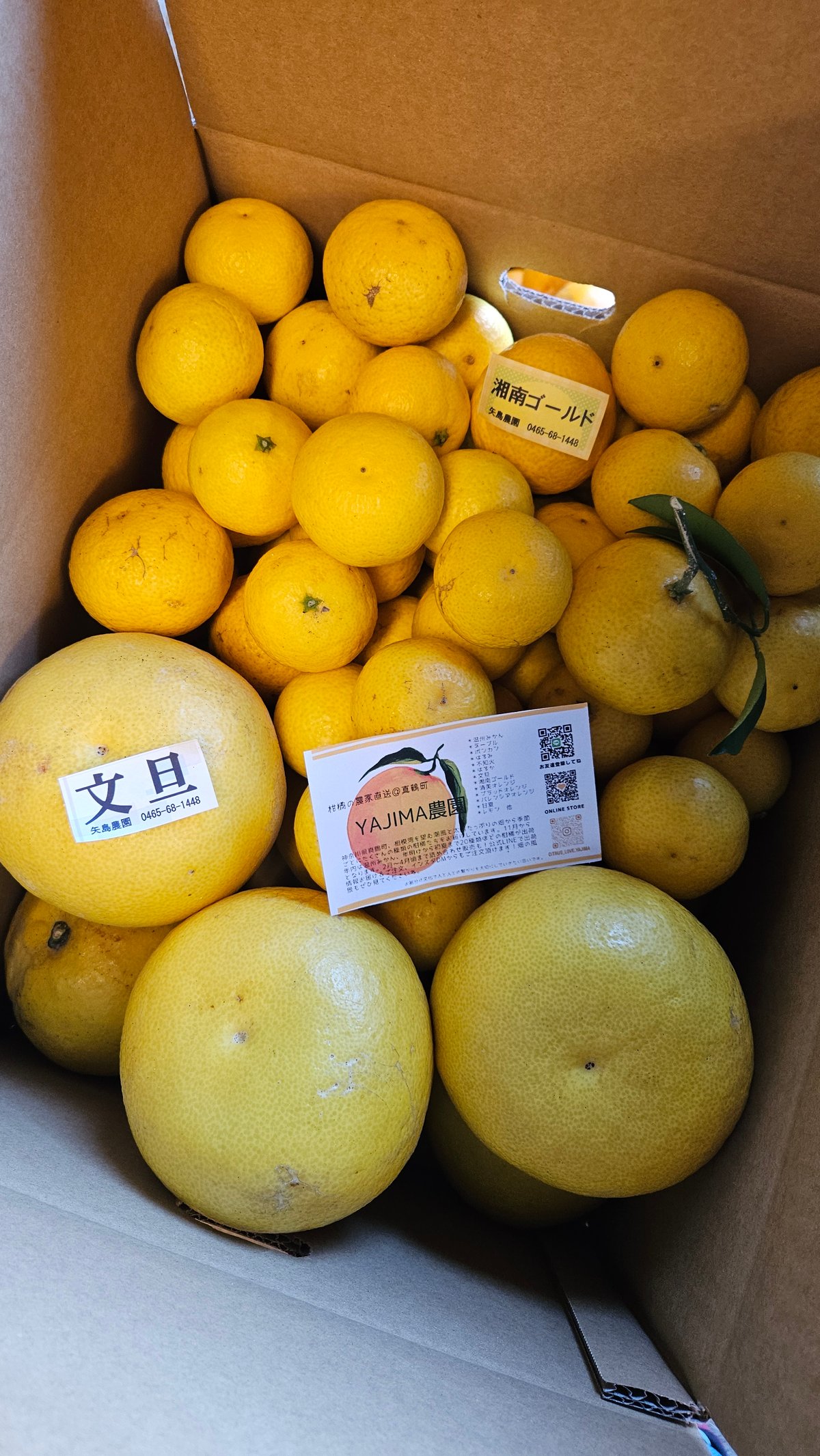 文旦♡単品10キロ | 柑橘直送 YAJIMA農園