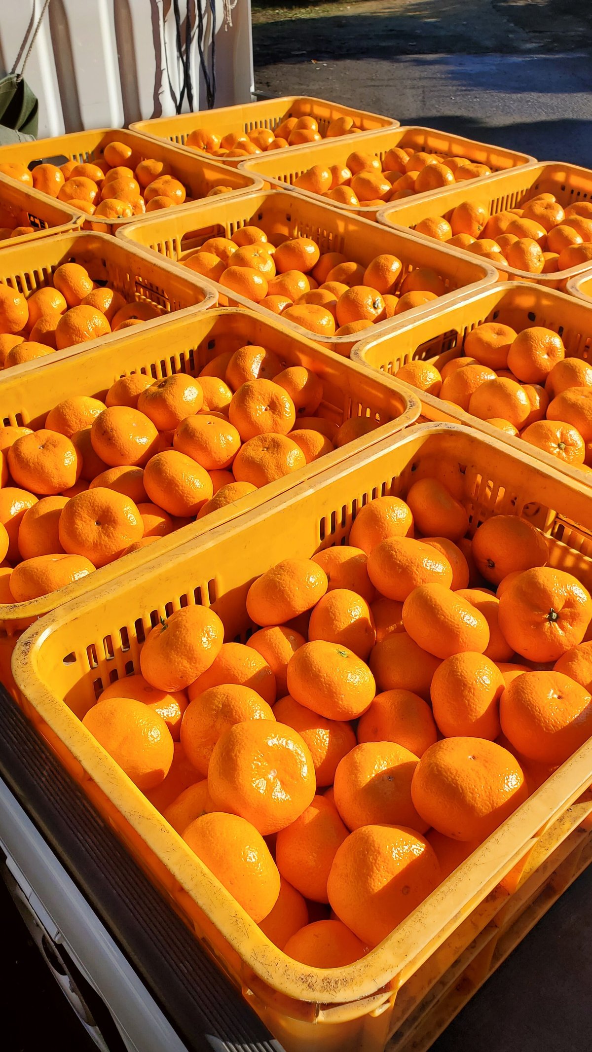 温州みかん(大津)🍊5キロ♡LLサイズ | 柑橘直送 YAJIMA農園 温州みかん(大津)🍊5キロ♡LLサイズ | 柑橘直送 YAJIMA農園