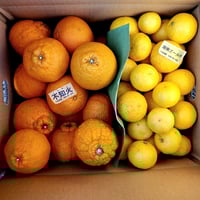 ちえ様　湘南ゴールド１０kg ちえ様 湘南ゴールド10kg