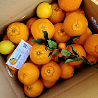 希少☆湘南ゴールド🍊神奈川特産♡5キロ | 柑橘直送 YAJIMA農園