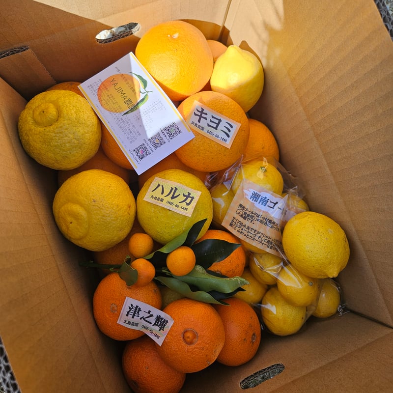 手で剥けるシリーズ☆5月の詰合せ🍊10キロ | 柑橘直送 YAJIMA農園