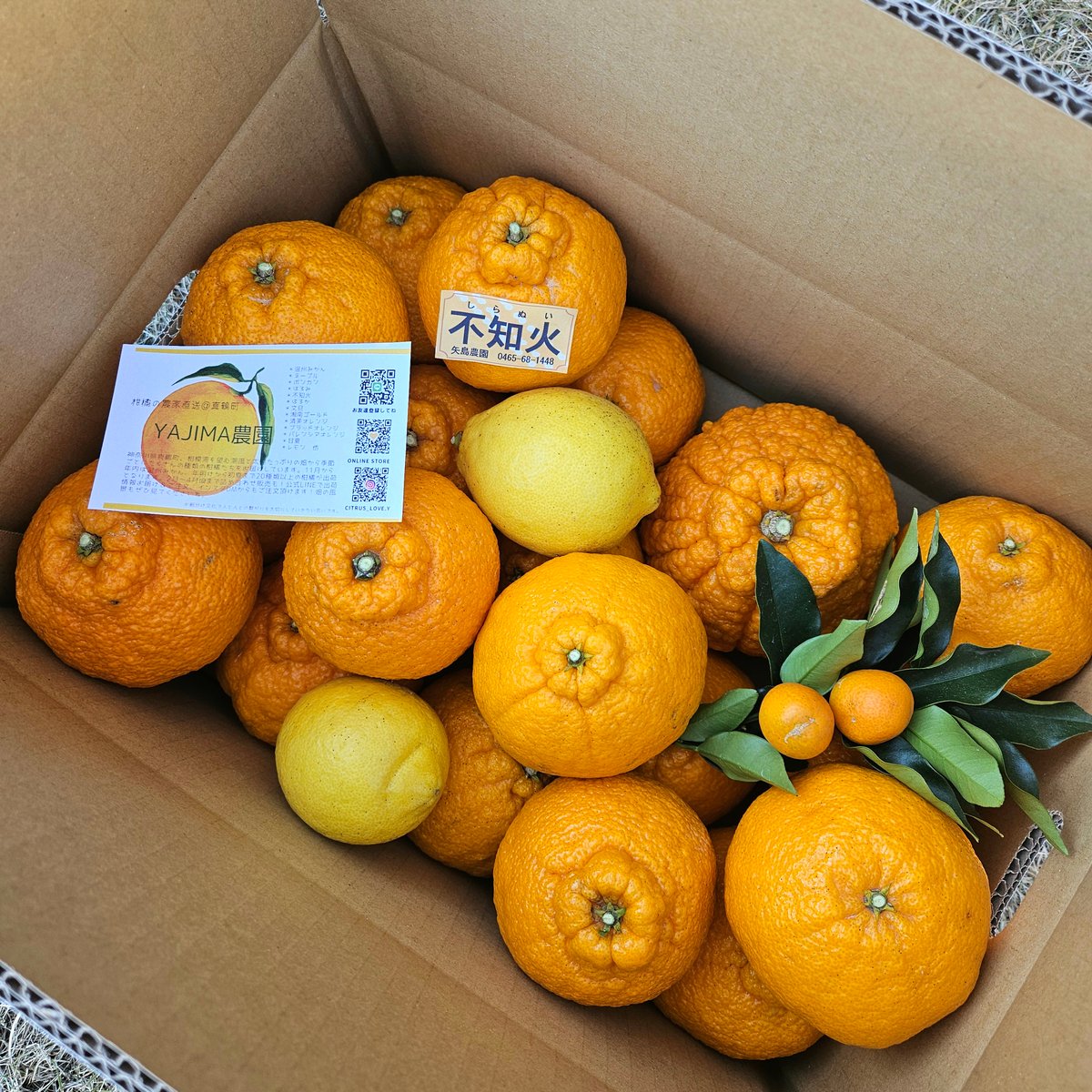不知火(デコポン)単品MLサイズ♡5キロ | 柑橘直送 YAJIMA農園
