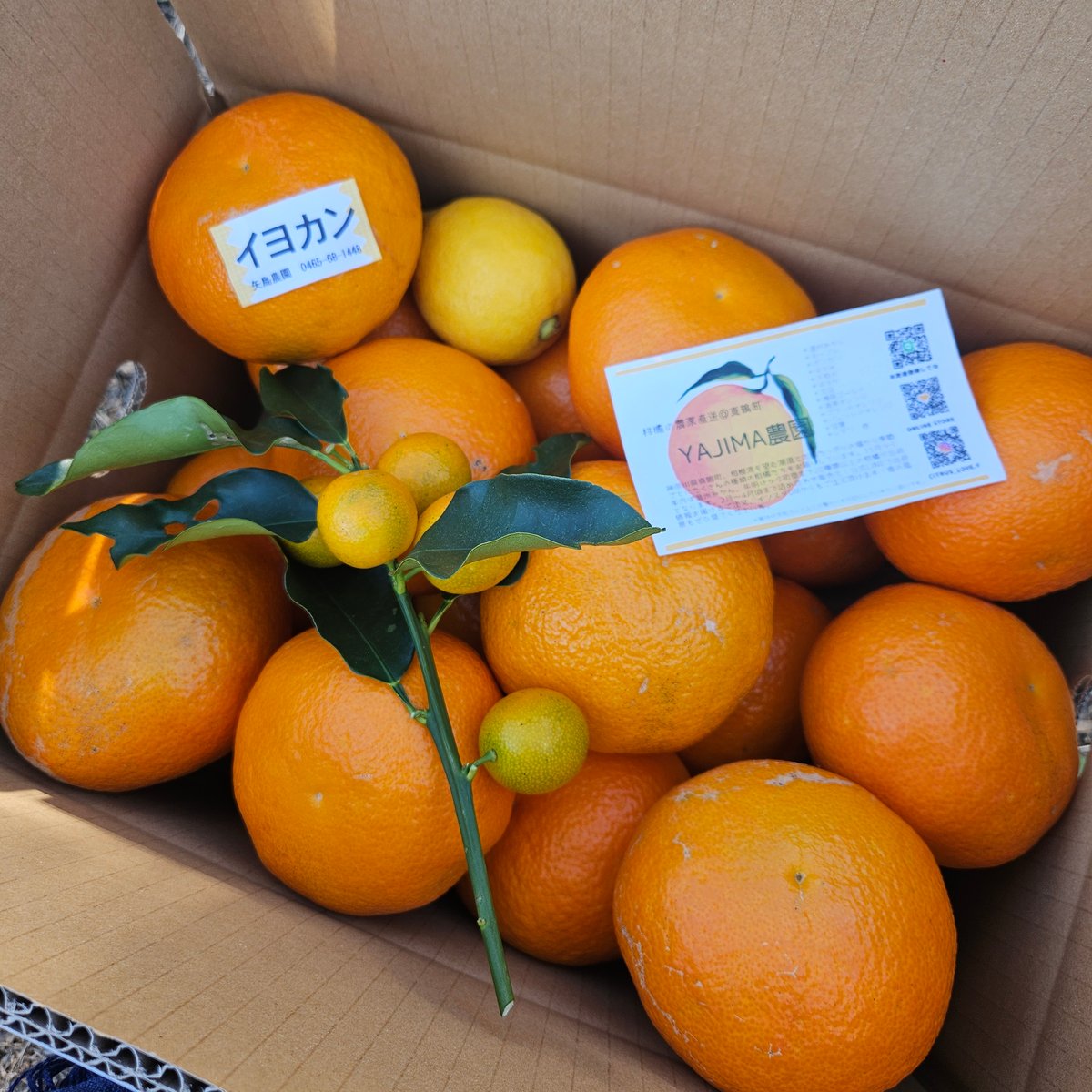 伊予柑(いよかん)単品10キロ | 柑橘直送 YAJIMA農園